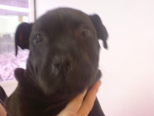 Staffordshire Bull Terrier, cachorros, perros, venta  Preciosa camada, se entrega a partir de los 2 meses. Somos un cria