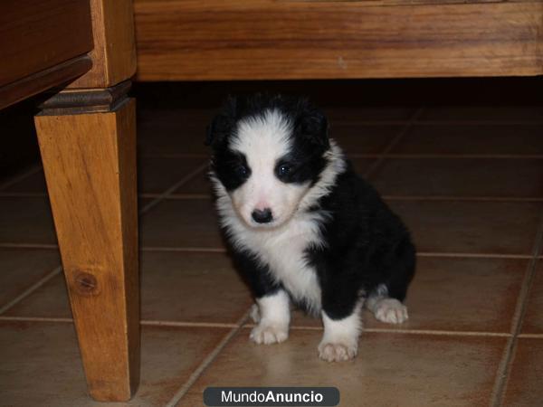 Vendo Border Collie, (Del Reino de Alba) Murcia con pedigree - Lorca