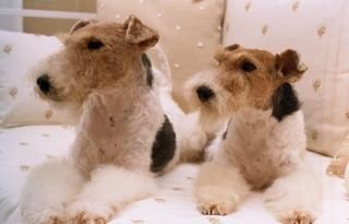 ÜLTIMO CACHORROS DE FOX TERRIER para casa o exposición