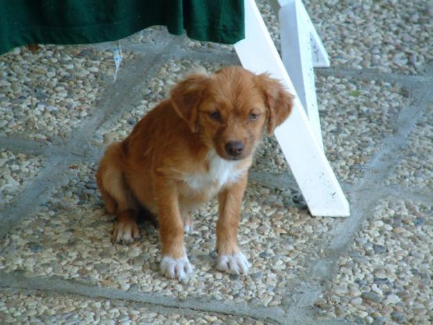 ANGELITO: NADIE ME QUIERE...ES PRECIOSO Y BASTA MIRARLO PARA QUERERLO...