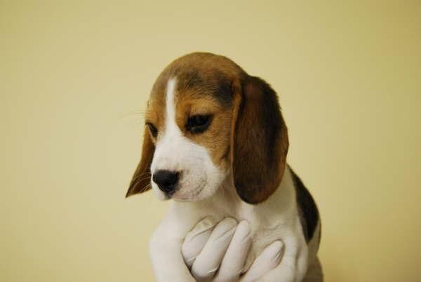 BEAGLE TRICOLOR, COCKER, DALMATA, YORKSHIRE TERRIER, CHIHUHUAS, LABRADOR, WESTY, PINCHER, TECKEL, MASTIN, PASTOR ALEMAN,