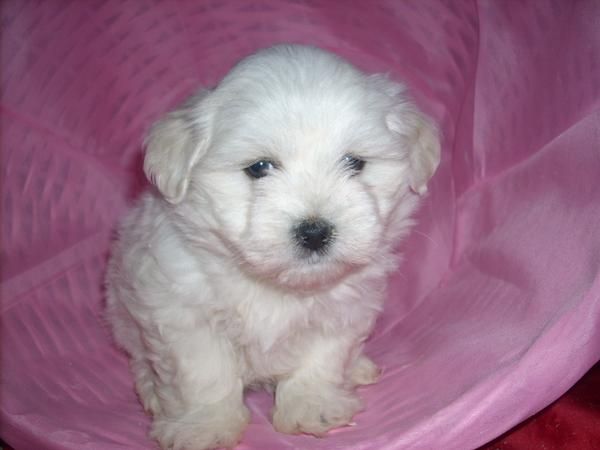 bichon maltes a 310e preciosos