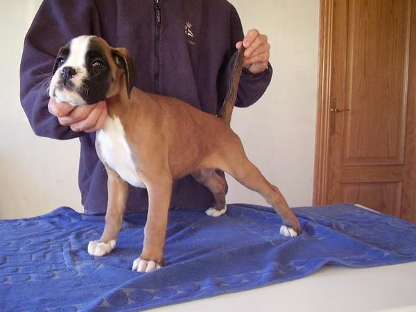 boxer cachorros buen pedigree