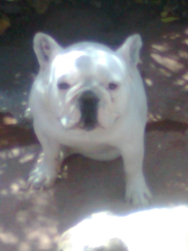 Bulldog Frances para montas: