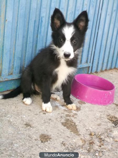 Cachorros border collie