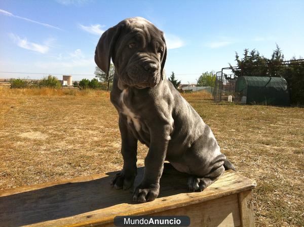 CACHORROS DE MASTIN NAPOLITANO, SOLO 650 EUROS