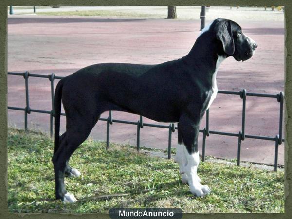 Dogo Aleman hembra negra-manttel