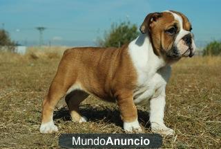 Fantasticos Bulldog ingles de excelente calidad