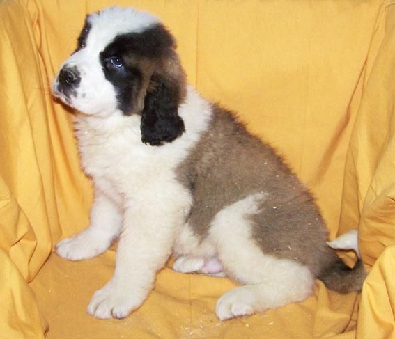 SAN BERNARDO - ESTUPENDOS CACHORROS DE PURA RAZA