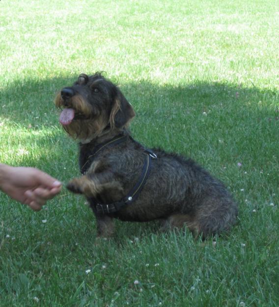 TECKEL MACHO DE PELO DURO CON PEDIGRI DE 2 AÑOS BUSCA NOVIA!!!!