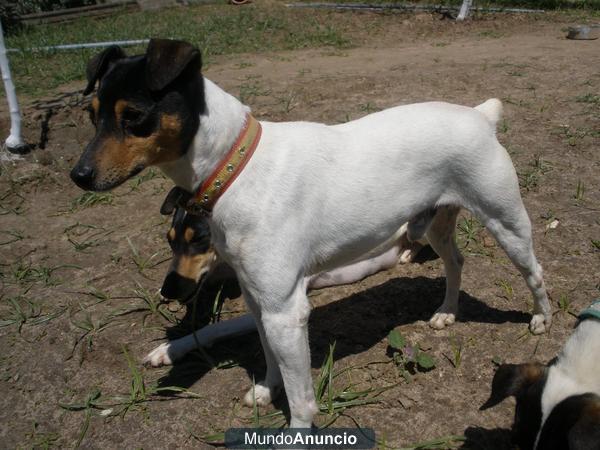 bodeguero andaluz