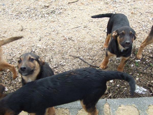 Cachorros Cruce de Pastor Alemán en ADOPCIÓN en Jaén