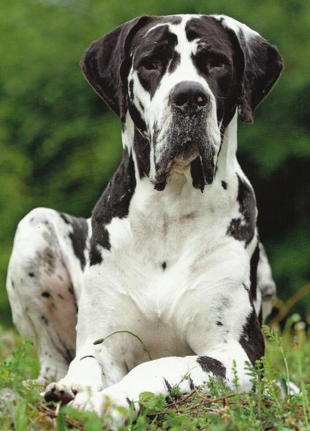 CACHORROS DE DOGO ALEMAN