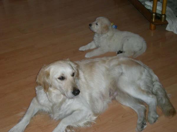 Cachorros de Golden Retriever