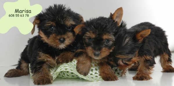 CACHORROS DE YORKSHIRE,ECONOMICOS