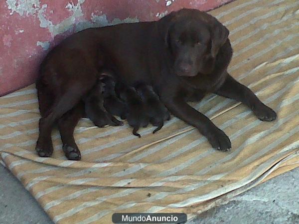 camada labradores chocolates liea inglesa (marda)