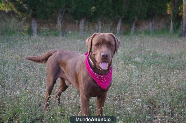 LABRADOR RETRIEVER MACHO BUSCA NOVIA