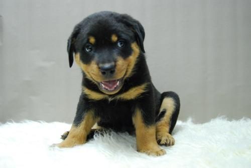 rotweiler, excepcionales cachorros con pedegre. muy monos