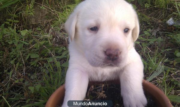 Se venden labradores retriever