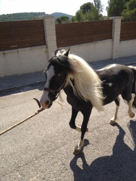 vendo poni whels