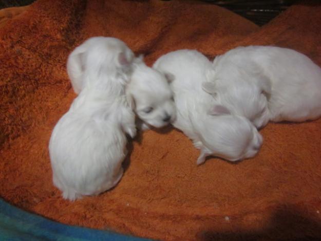 Vendo preciosos cachorros Bichón Maltés (Granada).