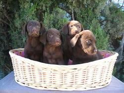 Cachorros de Labrador Dorado y Negro 190 , Chocolate 250