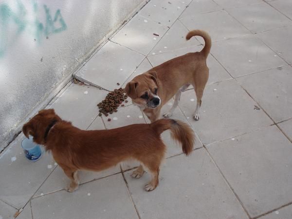 Dos perros de tamaño pequeño y edad avanzada en la calle.Jaén