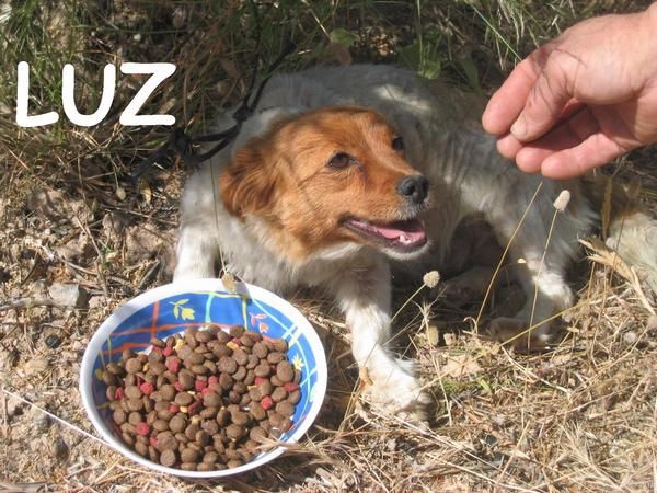 LUZ, perrita raza pequeña