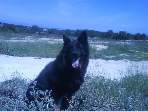 paseo y ayuda con animales de compañia :perros ,gatos.