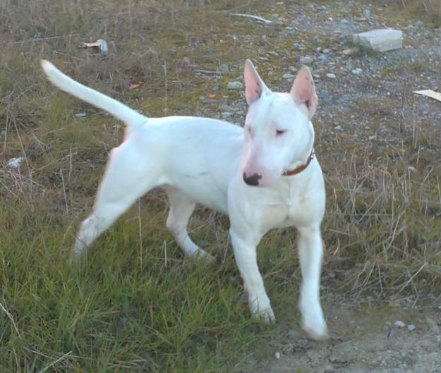 se ofrece bull terrier para montas