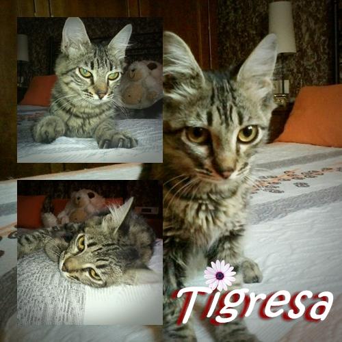 TIGRESA. Hermosa gata atigrada de pelo semi largo busca hogar definitivo. Sevilla