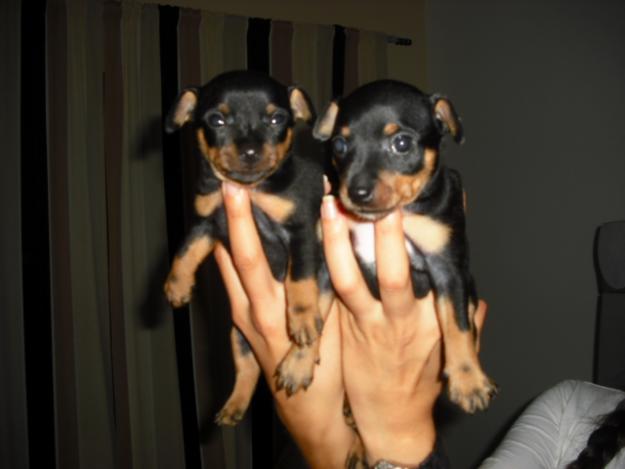 VENDO CACHORROS MINI PINCHER