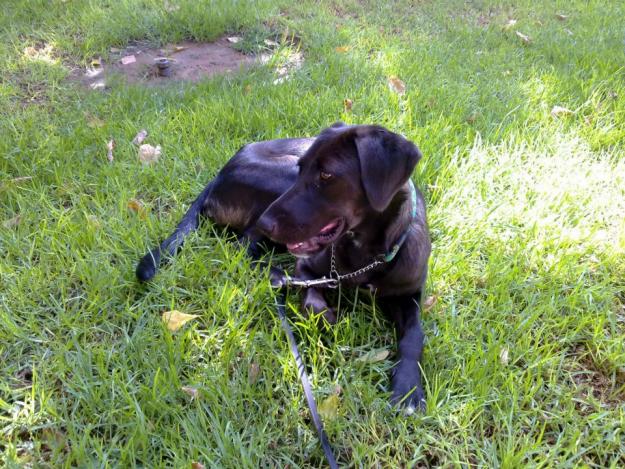 WHOOPER, hembra cruce de labrador/cazador, esterilizada en adopcion.-