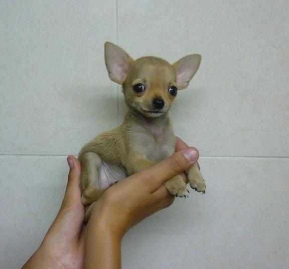 Cachorritos preciosos de Chihuahua super minis