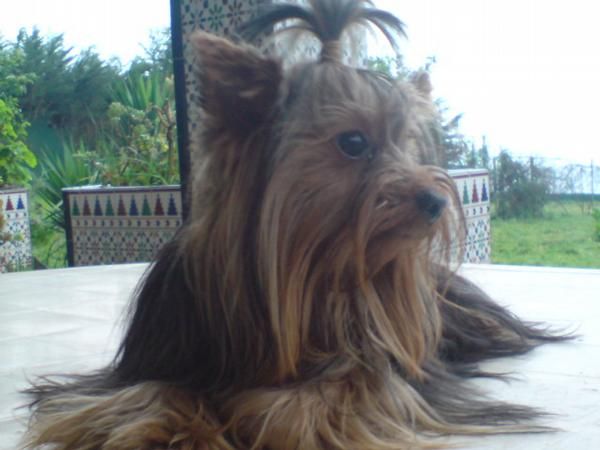 Cachorros de Yorkshires Terrier