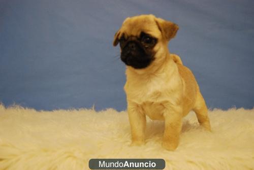 Carlino Pug primera calidad excelente raza