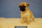 Carlino Pug primera calidad excelente raza - mejor precio | unprecio.es