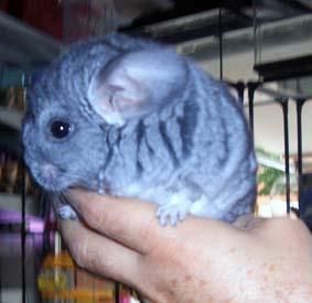 chinchilla