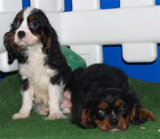 Economicos Cavalier, cachorros de 2 meses