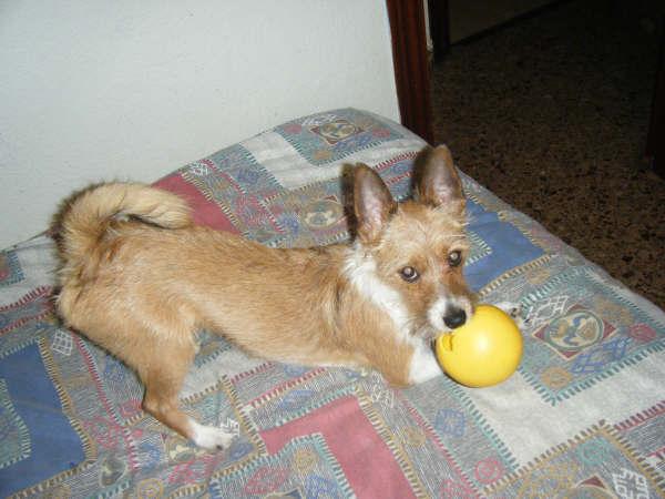 LUPITO, PEQUEÑO Y CARIÑOSO BUSCA UN HOGAR