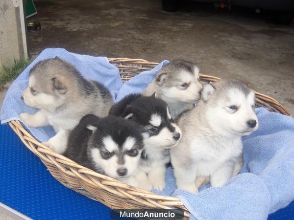 MAGNIFICAS ULTIMAS CACHORRAS MALAMUTE DE ALASKA