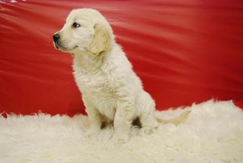 preciosos perritos de golden retriever con dos meses, en el centro de madrid