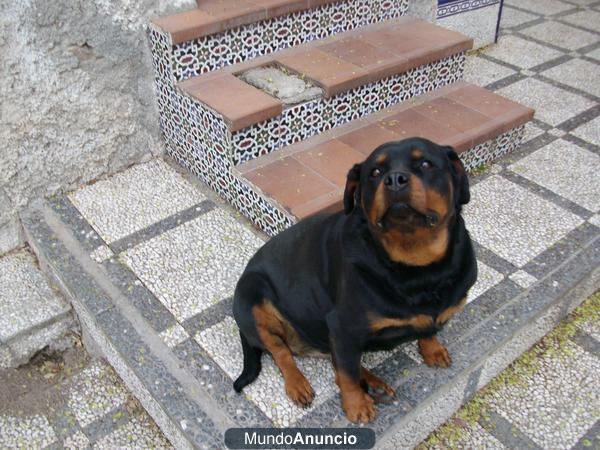 REGALO HEMBRA ROTWEILLER