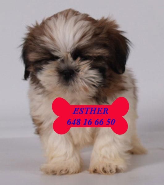 Vendo cachorritos de Shih-tzu, económicos