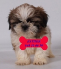 Vendo cachorritos de Shih-tzu, económicos - mejor precio | unprecio.es