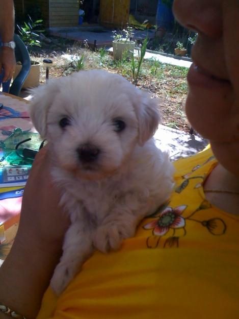 Vendo cachorros de bichon maltes toy economicos!!