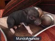 vendo cerdito MINI PIG 50 € no es vitnamita