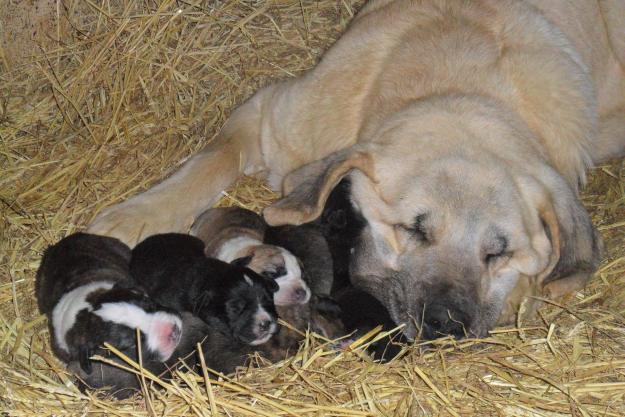 Excelentes cachorros de mastín leonés