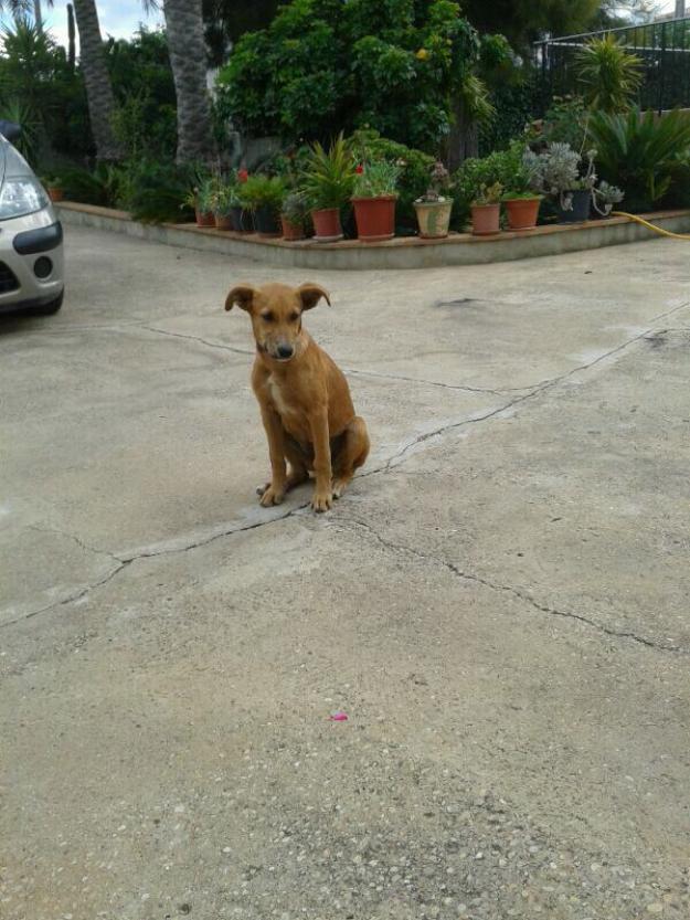 Perla en adopción