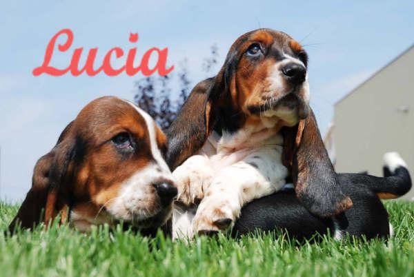 Basset hound,sensacionales cachorros